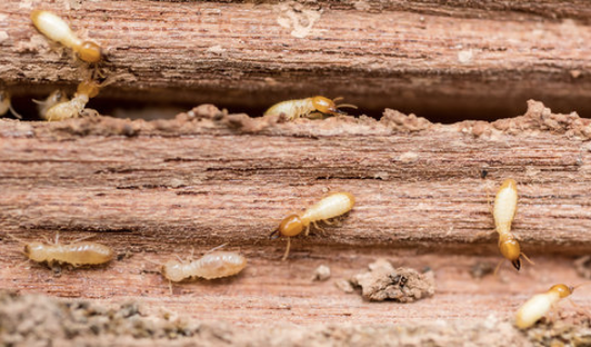 Screen Shot at .. pm